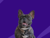 A small brindle dog: Prednisone dosage for dogs