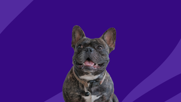 A small brindle dog: Prednisone dosage for dogs