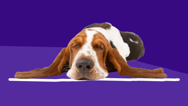 A hound dog sleeping: Diazepam for dogs