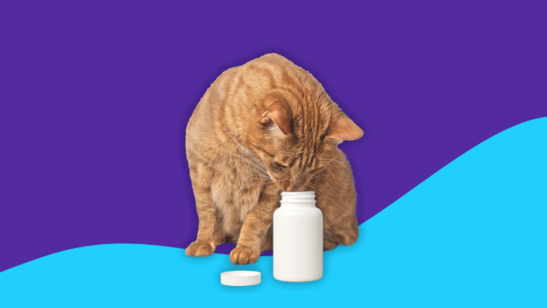 Anorange cat looking into an Rx pill bottle: Amoxicillin dosage for cats