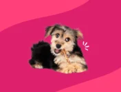 Dog chewing on bone: Famotidine dosage for dogs