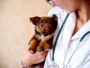 A veterinarian holding a puppy: Ozempic for dogs