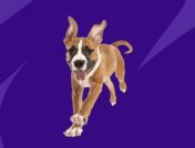 A puppy running: Gabapentin and trazodone for dogs