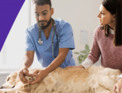 A veterinarian examing a dog with the pet owner: Can gabapentin cause ataxia in dogs?