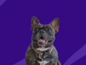 A french bulldog sitting: Side effects of meloxicam in dogs