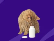 An orange cat looking into a generic pill bottle: Ibuprofen for cats