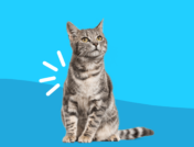 A grey striped cat sitting: Tramadol for cats