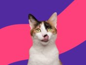 A calico cat: Omeprazole for cats