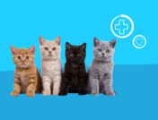 4 kittens: Can you give cats ibuprofen?