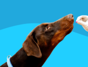 Dog sniffing a pill: Methylprednisolone for dogs