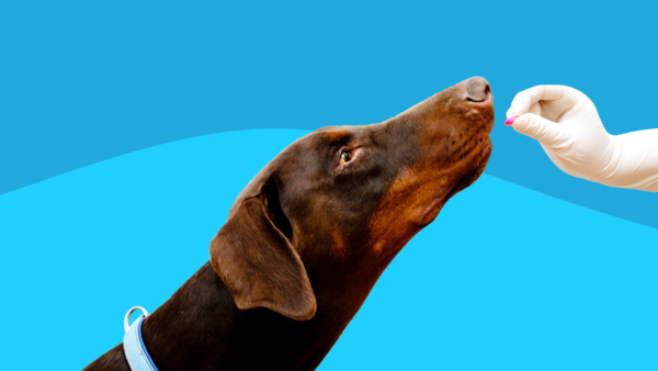 Dog sniffing a pill: Methylprednisolone for dogs