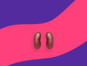 Kidney beans: Gabapentin and kidney disease