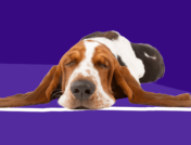 Hound dog laying down: Can dogs take sertraline?