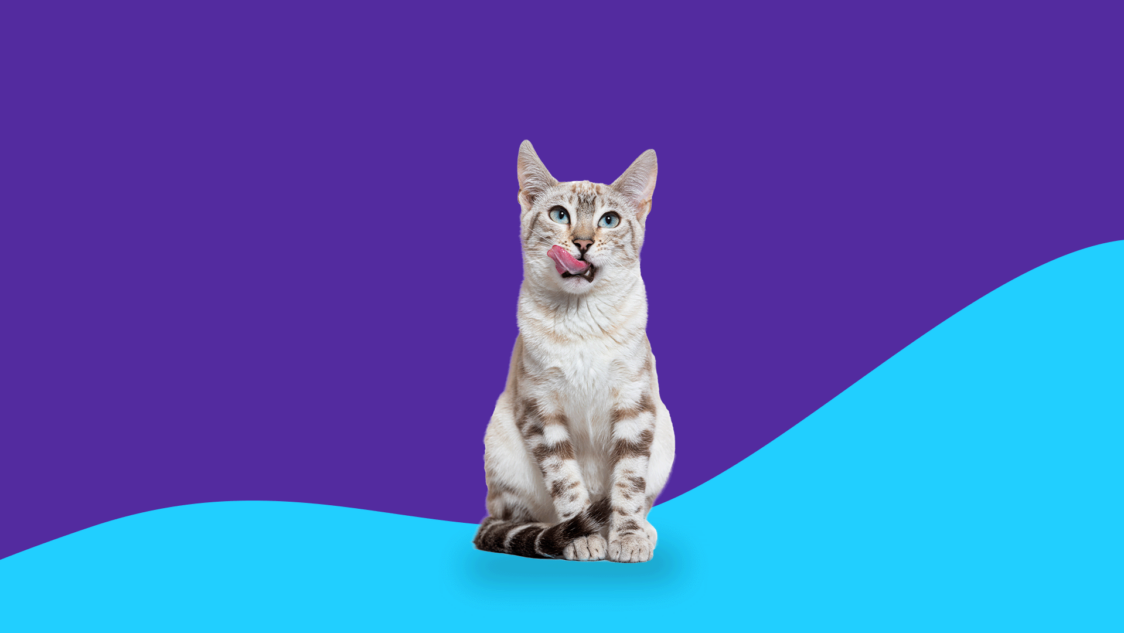 How is famotidine used for cats?