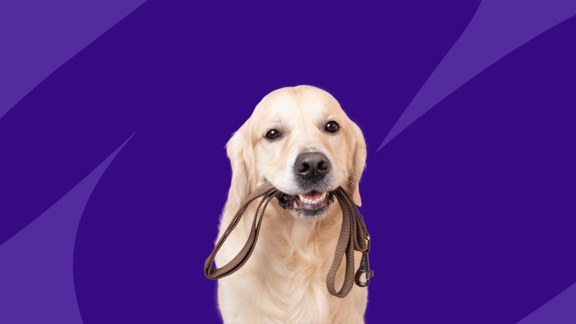 Cephalexin for dogs: Usage and side effects | SingleCare