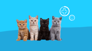 View of Diazepam for cats: Uses, dosages, safety, and alternatives