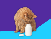 Orange cat looking into a pill bottle: What is enalapril used for in cats?