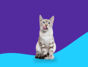 White and brown cat, licking its lips: Can zonisamide be used in cats?
