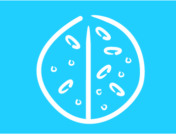 Illustration of yeast. Can antibiotics treat yeast infections