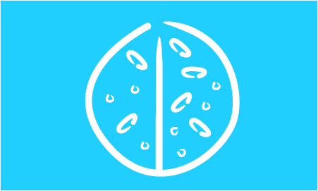 Illustration of yeast. Can antibiotics treat yeast infections