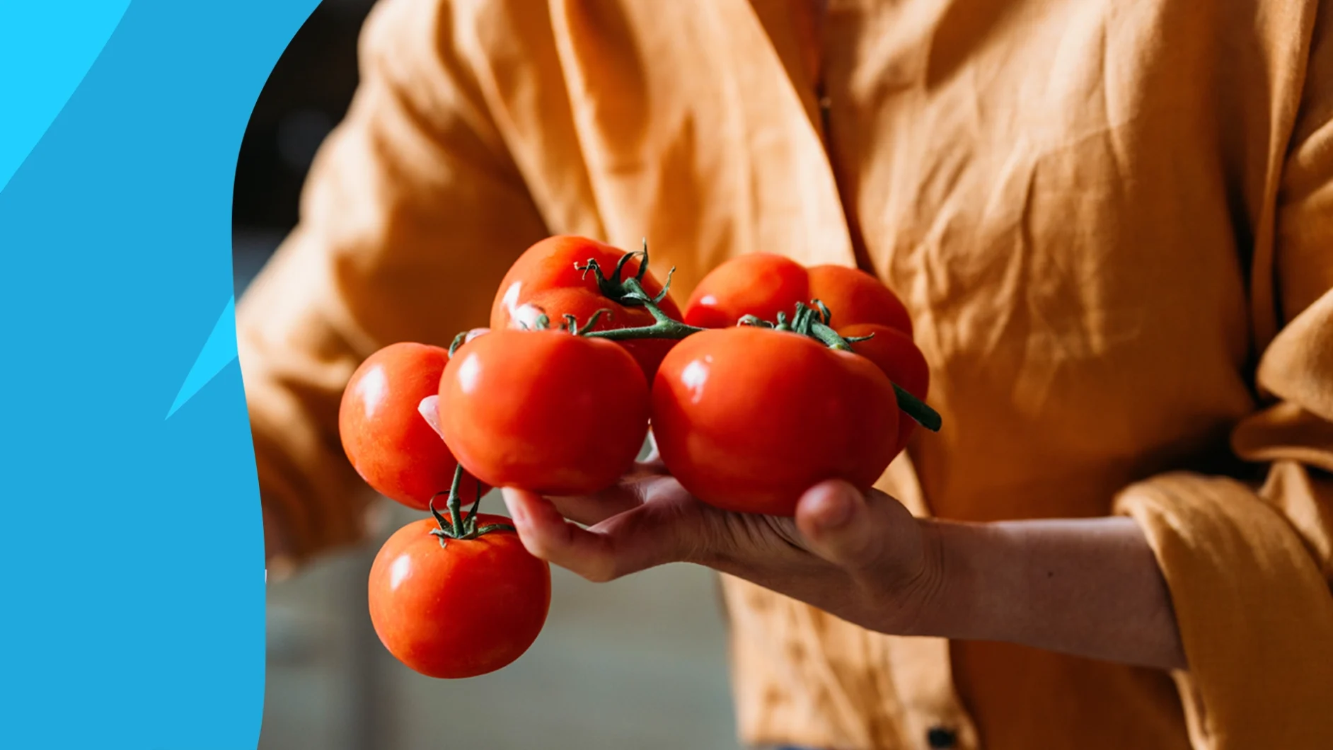 Person holding a bunch of tomatoes - benefits of tomatoes