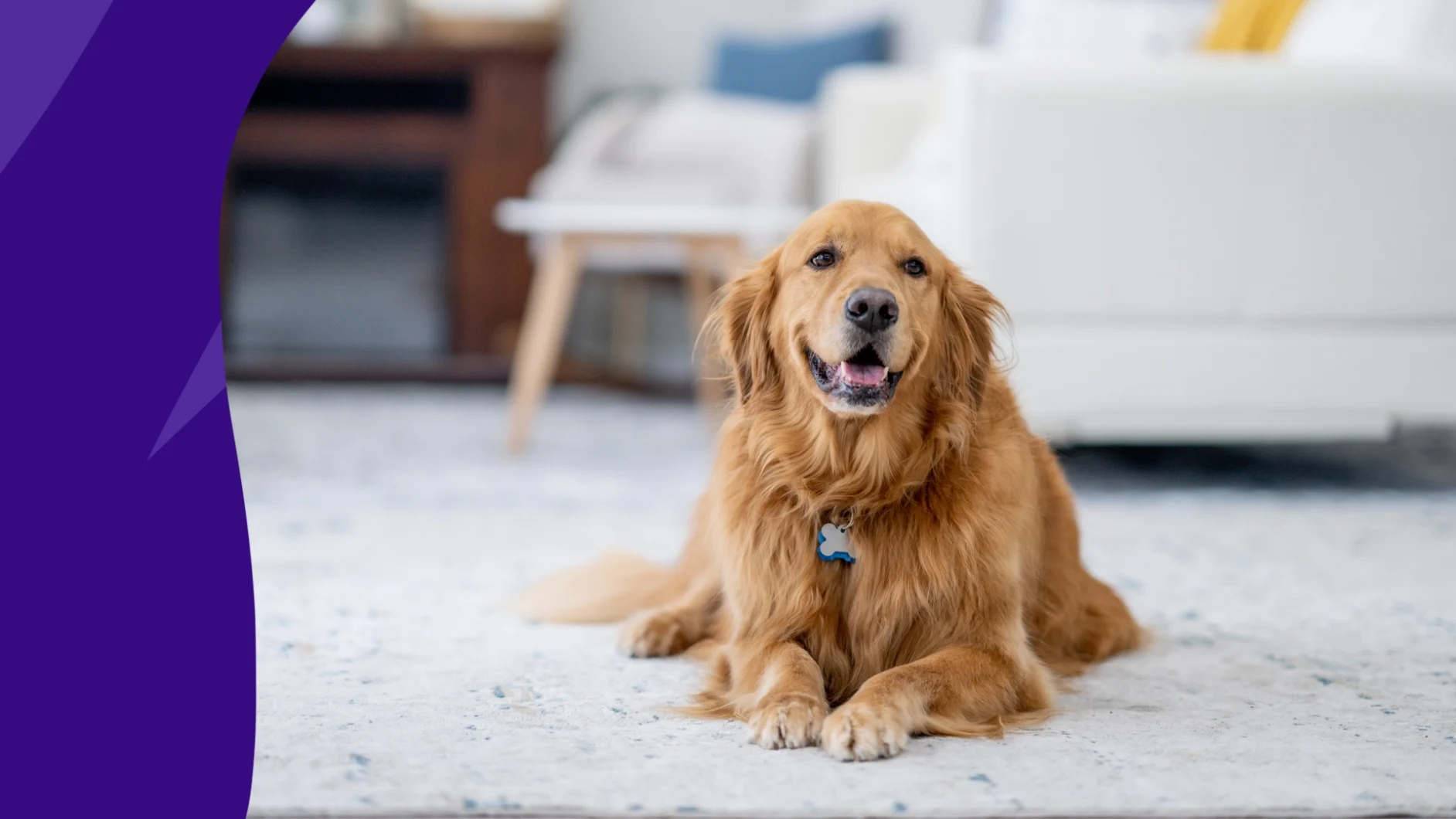 Image of a dog - buprenorphine for dogs