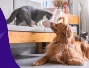 A dog and a cat represent where to fill pet prescriptions