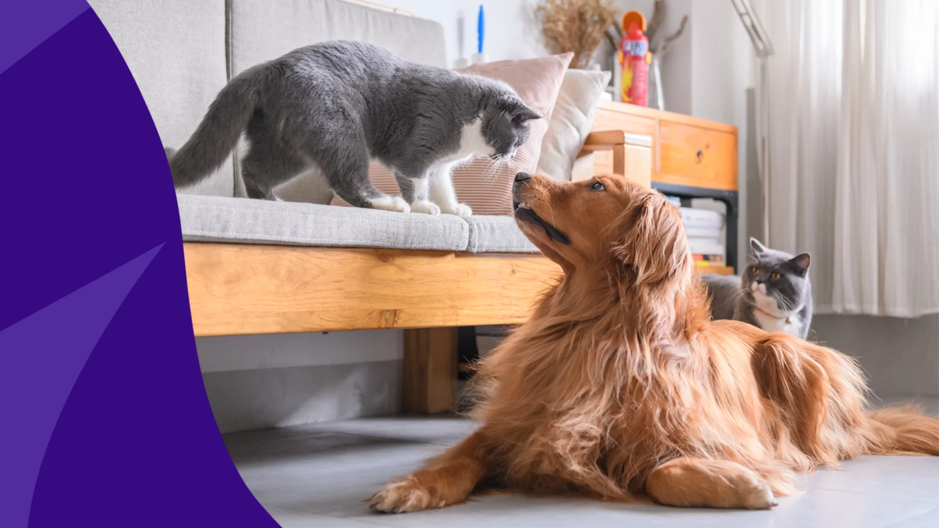 A dog and a cat represent where to fill pet prescriptions