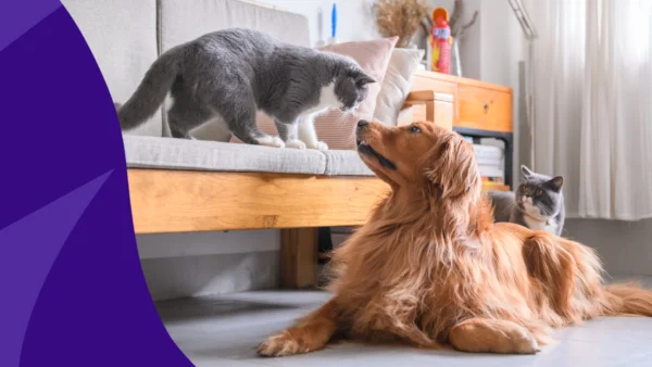 A dog and a cat represent where to fill pet prescriptions