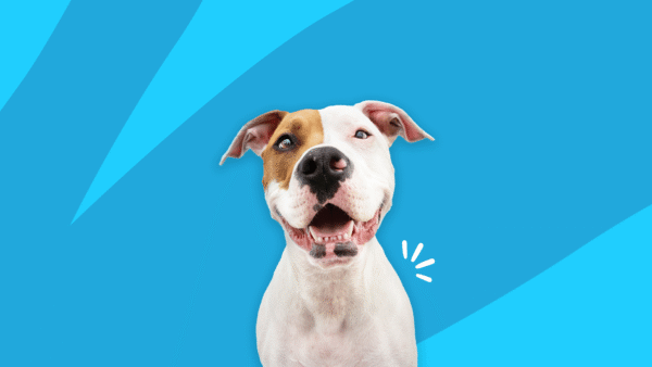 A dog: Levetiracetam for dogs What pet owners should know