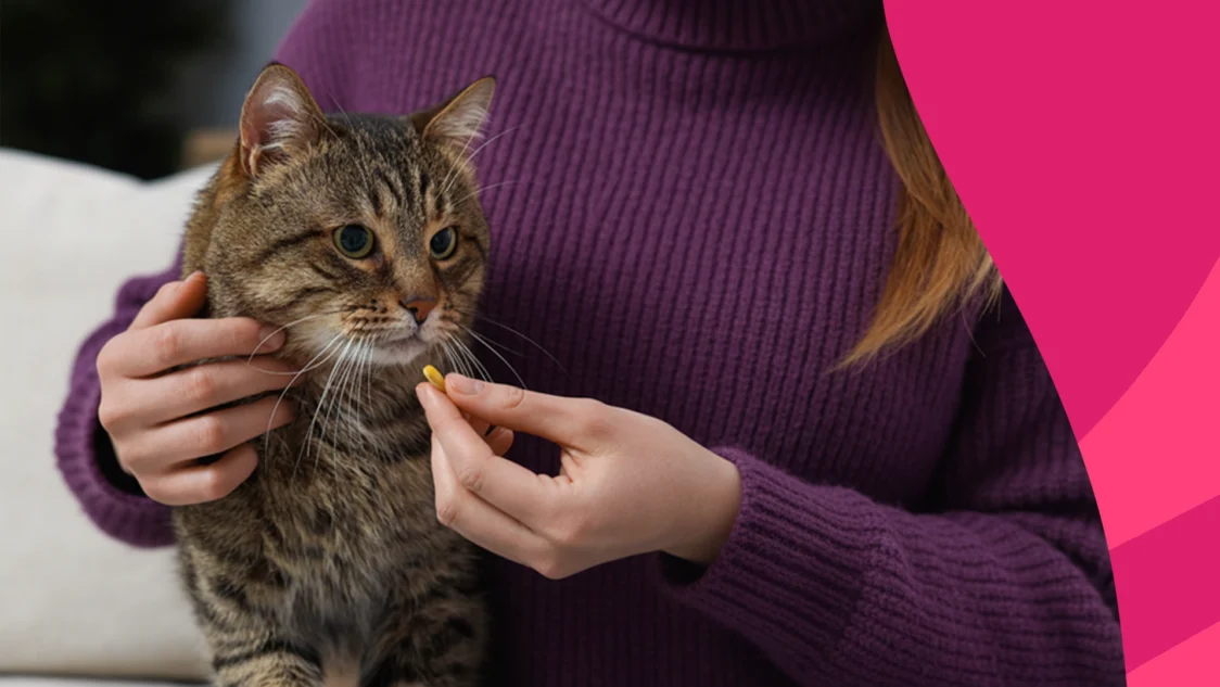 A pet owner giving antihistamine for cats