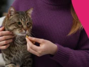 A pet owner giving antihistamine for cats