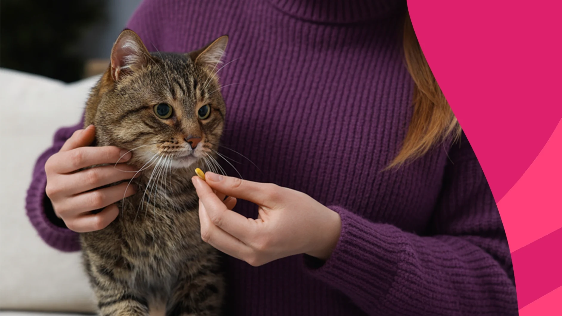 A pet owner giving antihistamine for cats