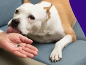Image of a white and tan dog next to a person's hand holding an antacid - antacid for dogs