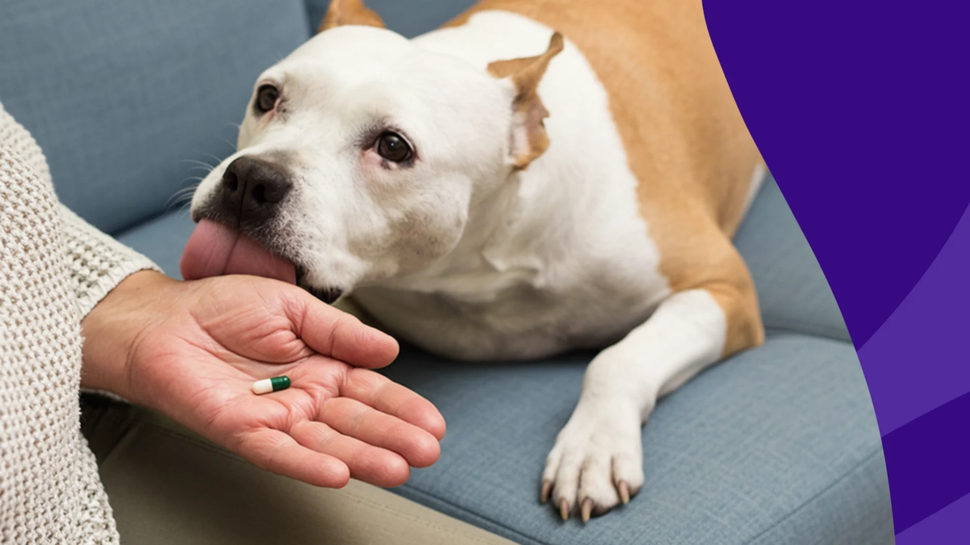 Image of a white and tan dog next to a person's hand holding an antacid - antacid for dogs