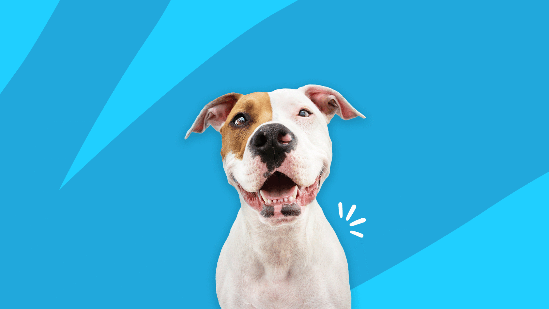A dog: Gabapentin side effects for dogs